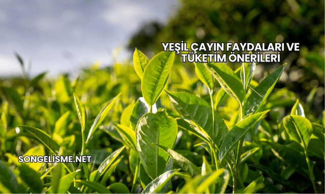 Yeşil Çayın Faydaları ve Tüketim Önerileri