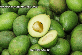 Avokado Bahçesi Maliyeti 2025