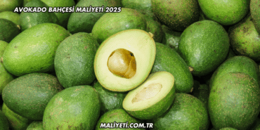Avokado Bahçesi Maliyeti 2025