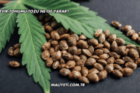 Kenevir Tohumu Tozu Ne İşe Yarar?