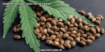 Kenevir Tohumu Tozu Ne İşe Yarar?