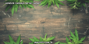 Kenevir Yaprağı Ne İşe Yarar?