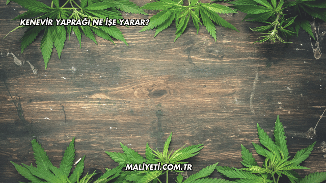 Kenevir Yaprağı Ne İşe Yarar?