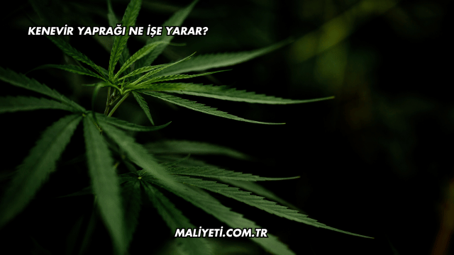 Kenevir Yaprağı Ne İşe Yarar?