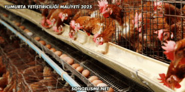 Yumurta Yetiştiriciliği Maliyeti 2025